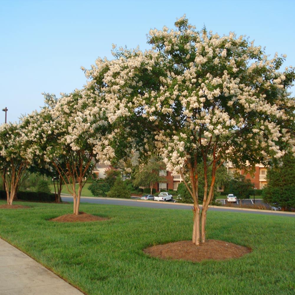 Natchez Crape Myrtle Tree 3 Natchez Crape Myrtle Tree