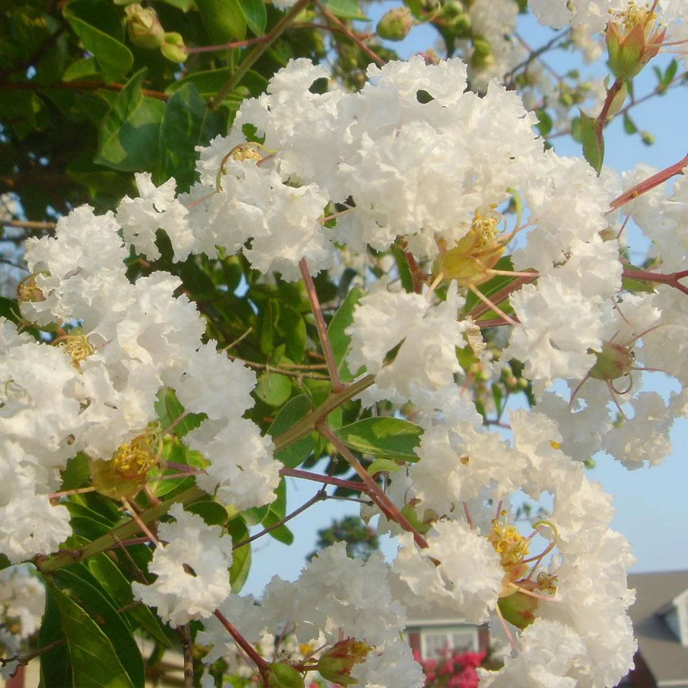 Natchez Crape Myrtle Tree 4 Natchez Crape Myrtle Tree