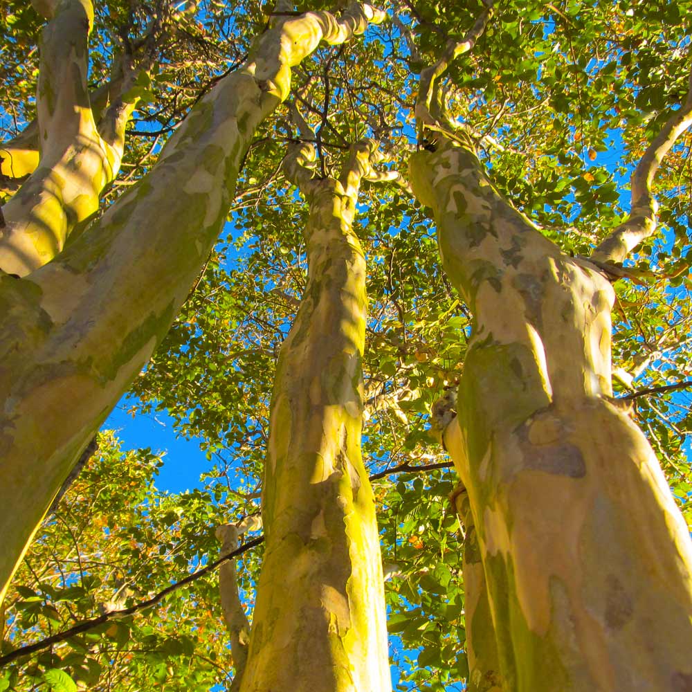 Natchez Crape Myrtle Tree 5 Natchez Crape Myrtle Tree