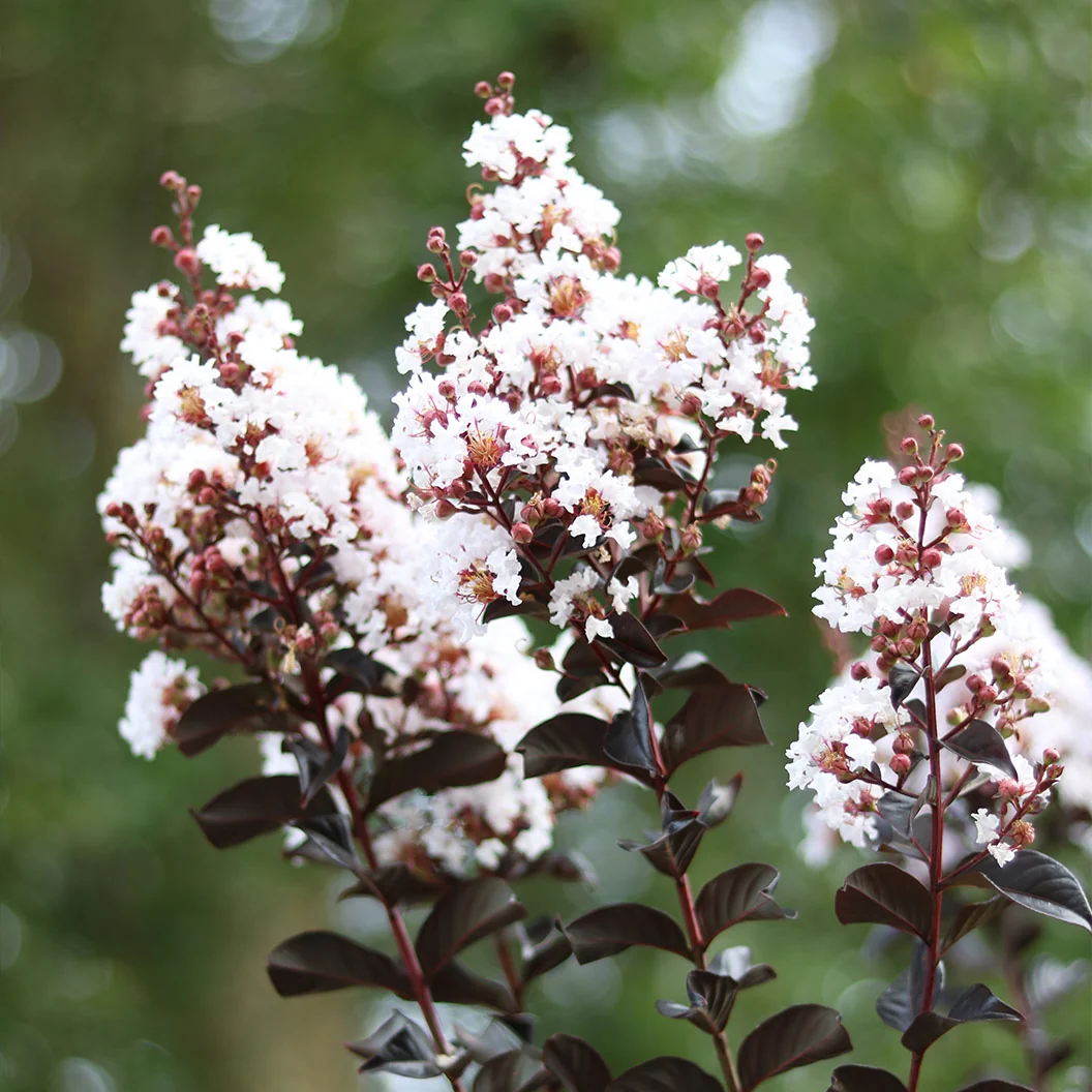 Thunderstruck™ White Flash™ Crape Myrtle Tree 2 Thunderstruck™ White Flash™ Crape Myrtle Tree