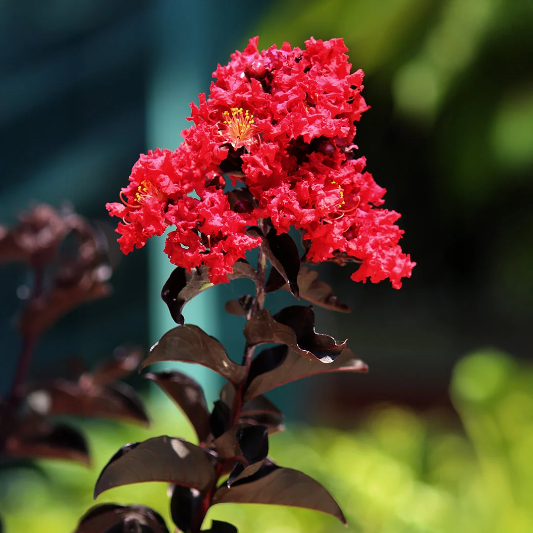 Black Diamond® Crimson Red™ Crape Myrtle Tree