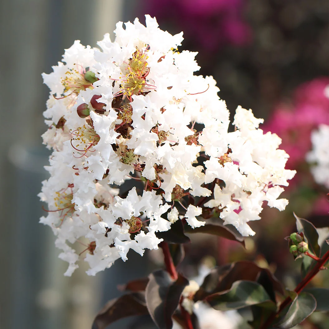 Black Diamond® Crystalline™ Crape Myrtle Tree
