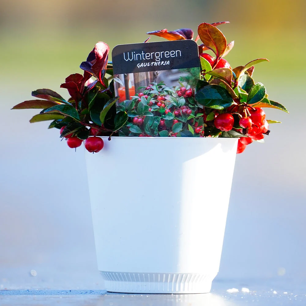 Tabletop American Wintergreen in White Pot 2 Tabletop American Wintergreen in White Pot