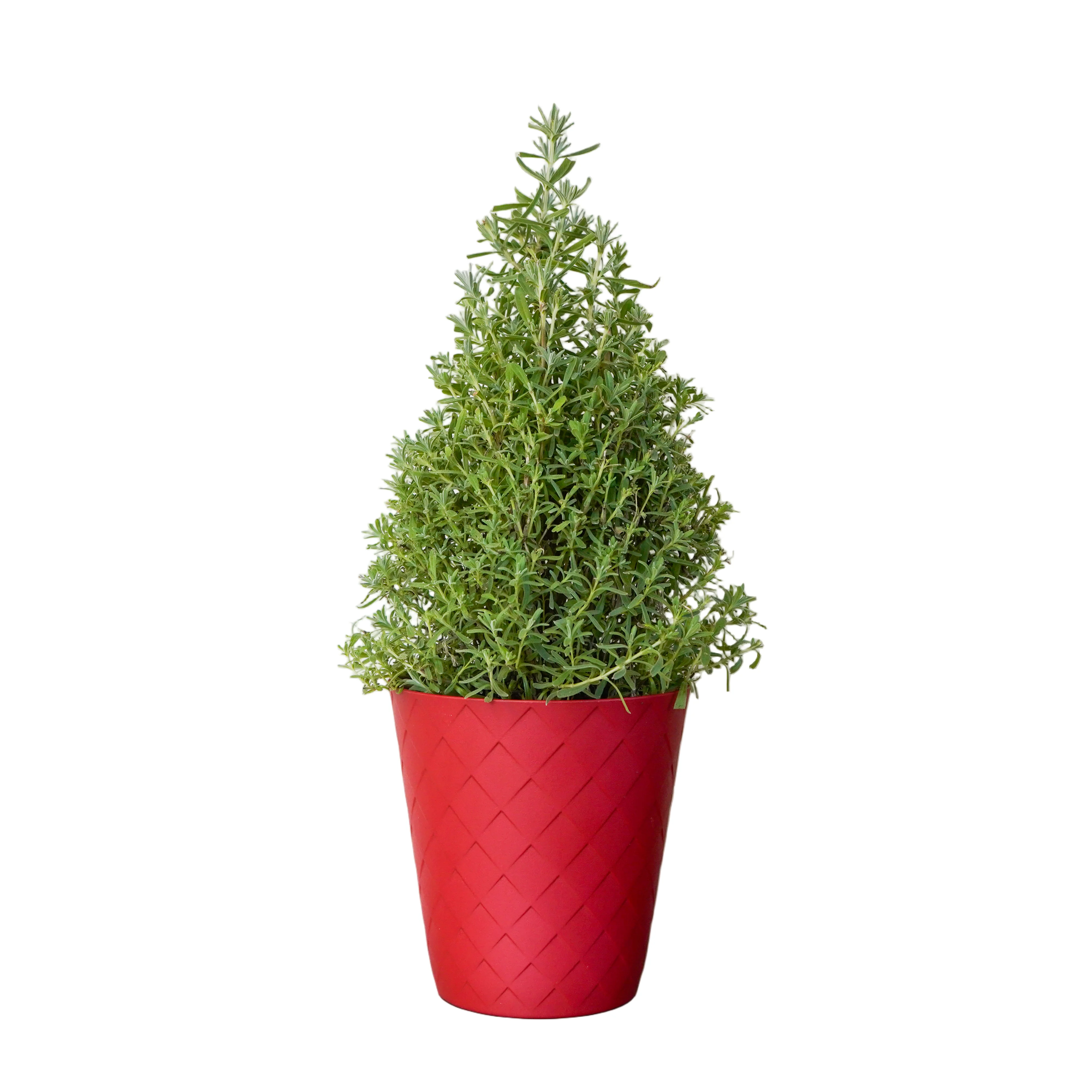 Lavender Cone in Red Luxe Pot 4 Lavender Cone in Red Luxe Pot