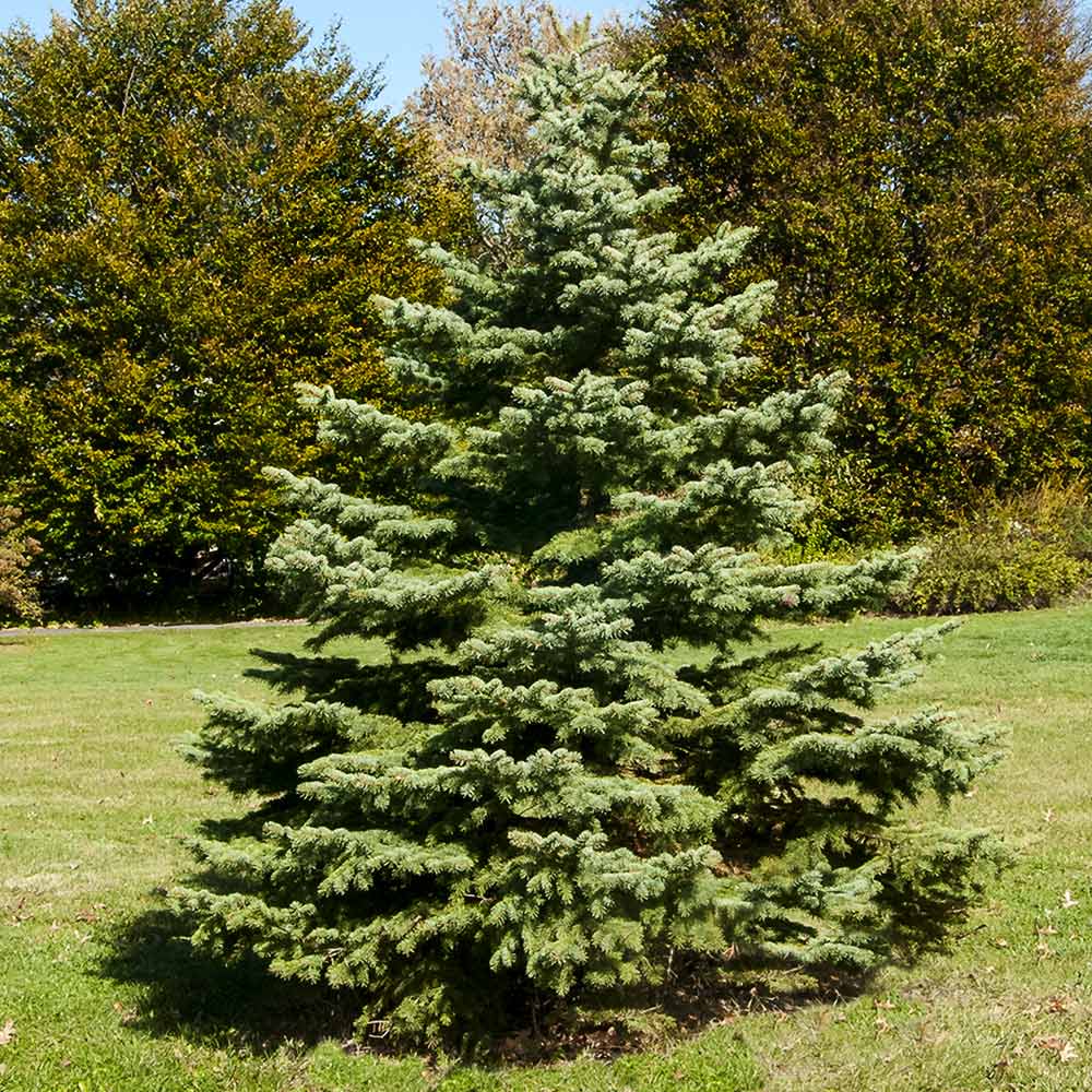 White Spruce Tree 2 White Spruce Tree