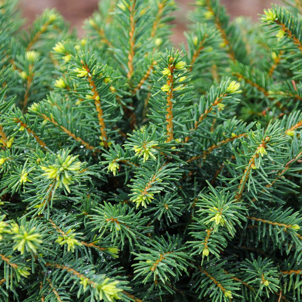 White Spruce Tree 3 White Spruce Tree