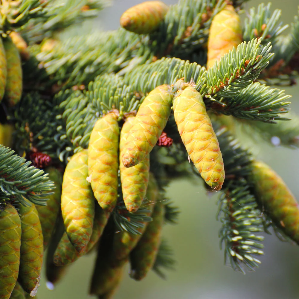 White Spruce Tree 4 White Spruce Tree