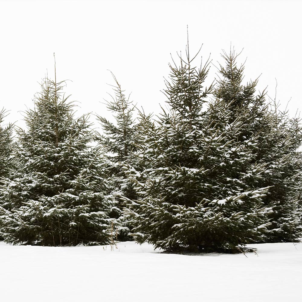 White Spruce Tree 5 White Spruce Tree