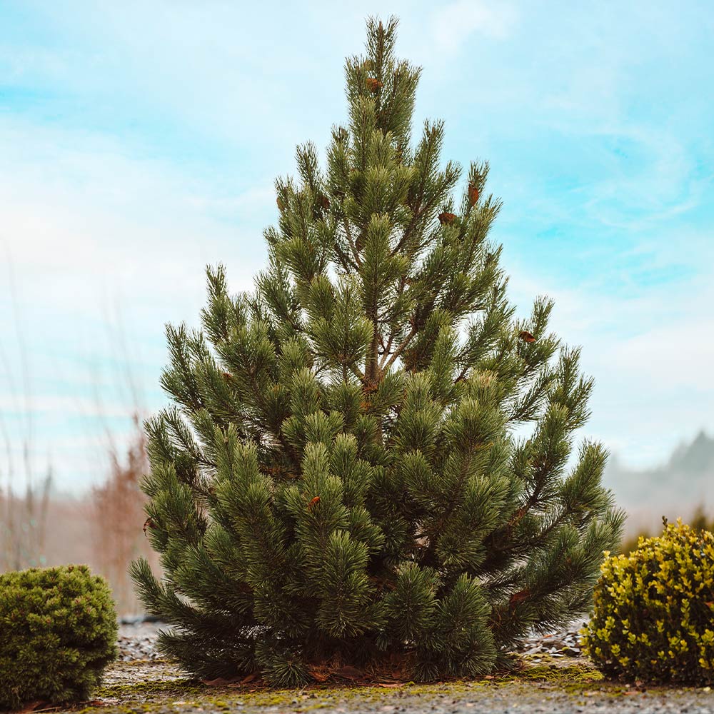 Tannenbaum Mugo Pine Tree