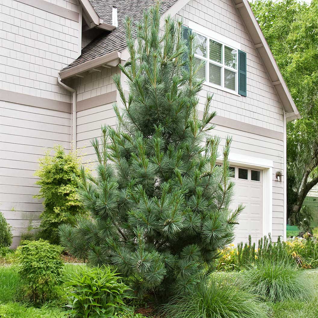 Vanderwolf's Pyramid Limber Pine Tree 2 Vanderwolf's Pyramid Limber Pine Tree