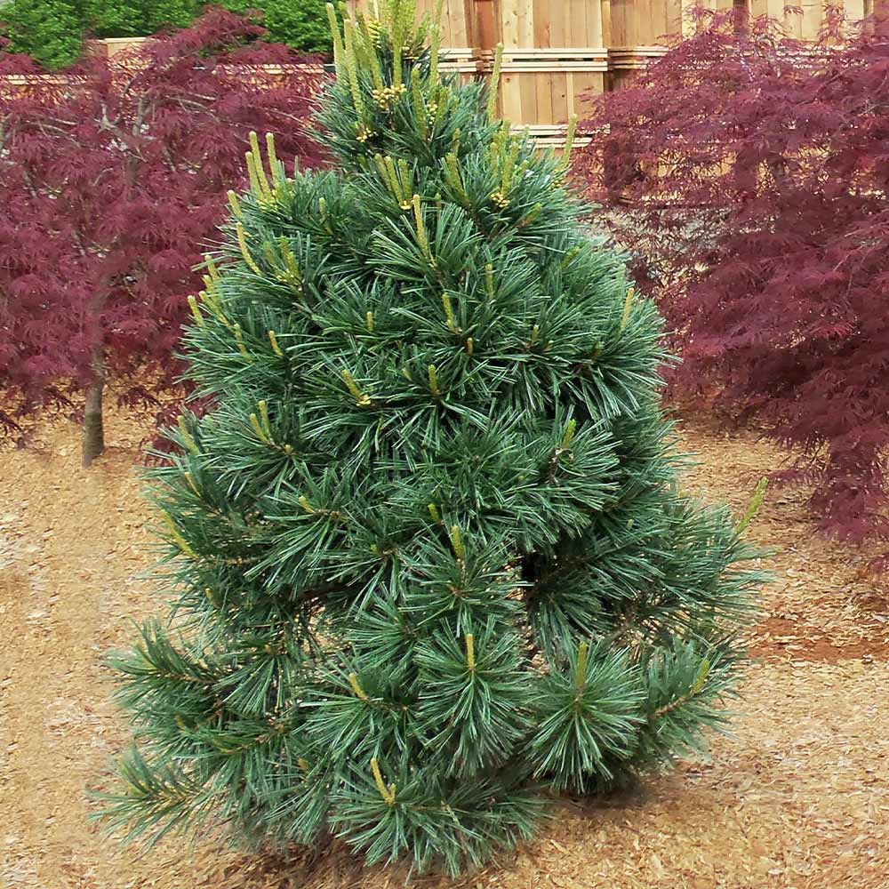 Vanderwolf's Pyramid Limber Pine Tree 3 Vanderwolf's Pyramid Limber Pine Tree