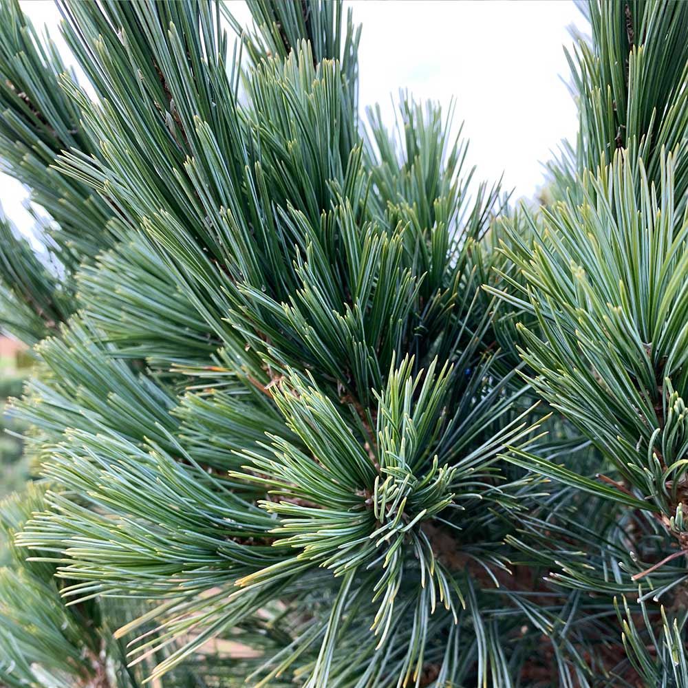 Vanderwolf's Pyramid Limber Pine Tree 4 Vanderwolf's Pyramid Limber Pine Tree