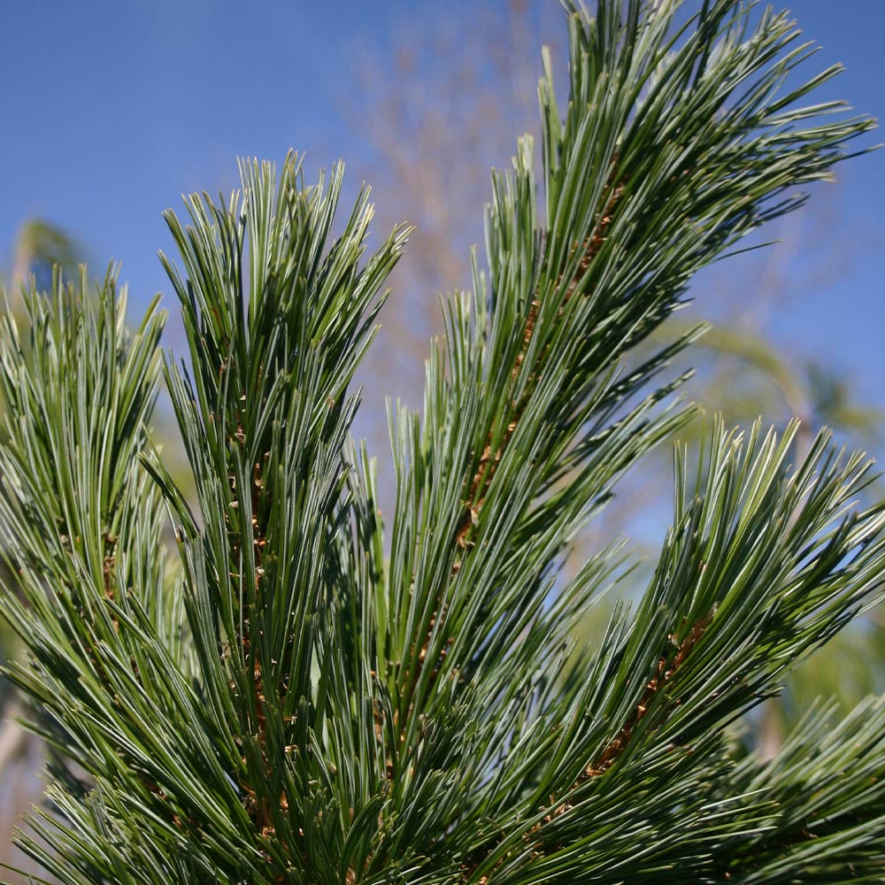Vanderwolf's Pyramid Limber Pine Tree 5 Vanderwolf's Pyramid Limber Pine Tree