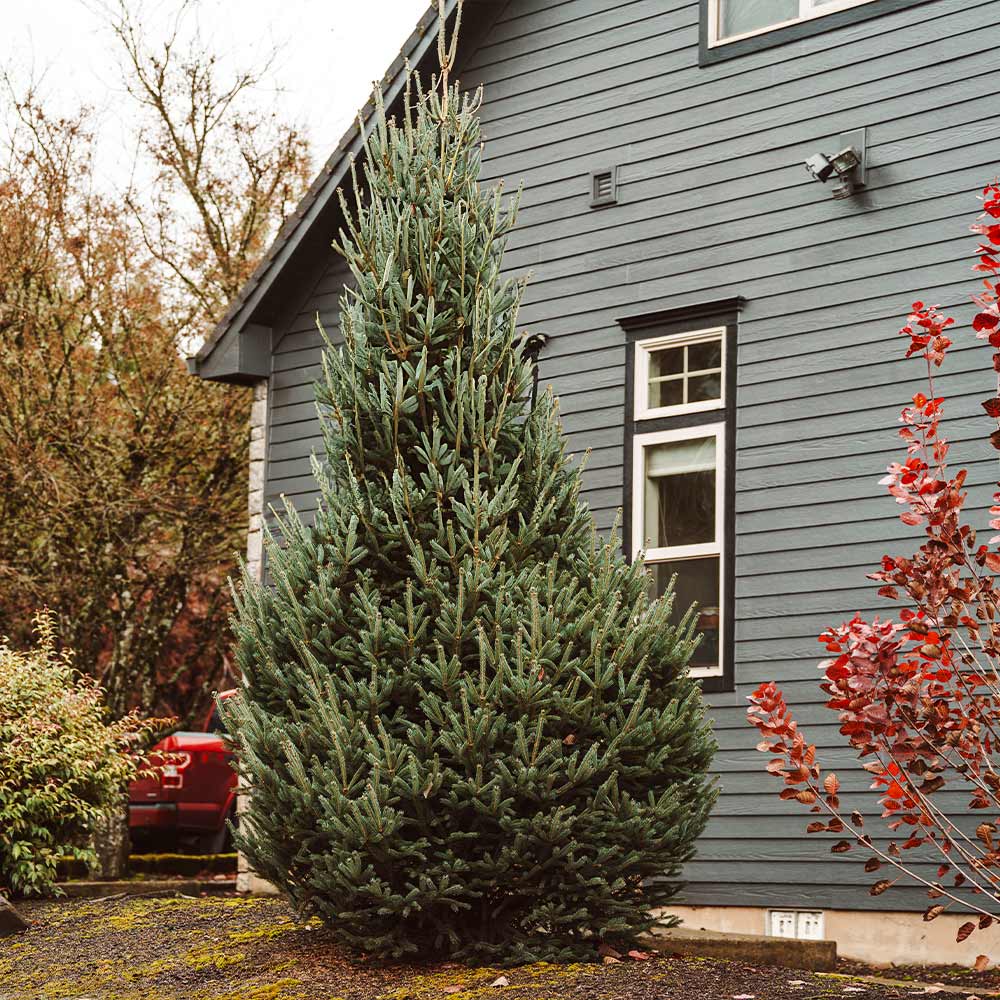 Montrose Spire White Spruce Tree 2 Montrose Spire White Spruce Tree