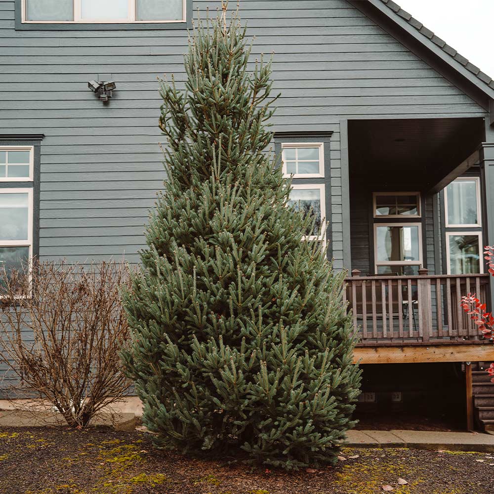 Montrose Spire White Spruce Tree 3 Montrose Spire White Spruce Tree