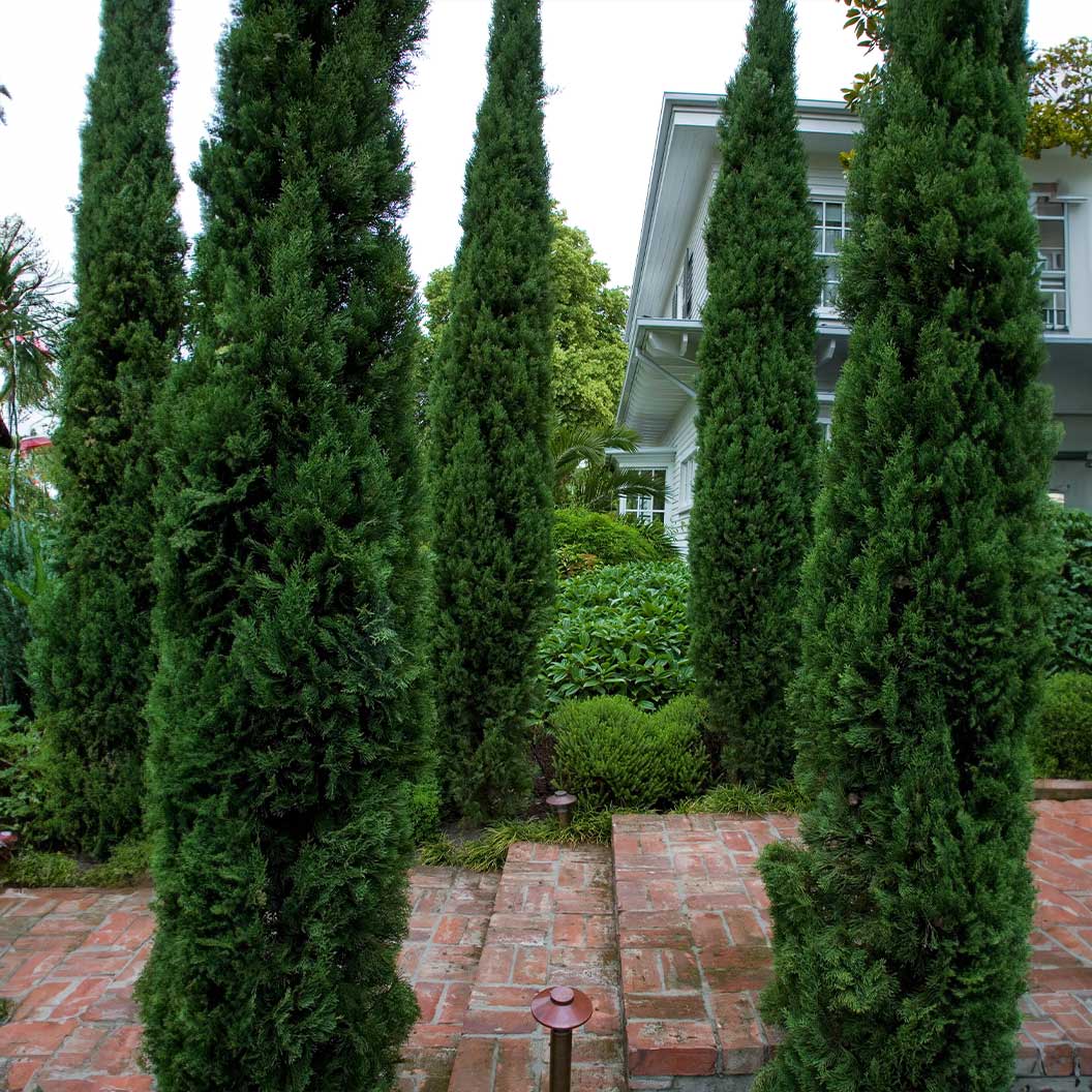Blue Italian Cypress Tree