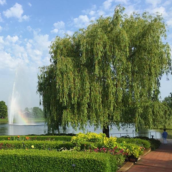 Weeping Willow Tree 1 Weeping Willow Tree