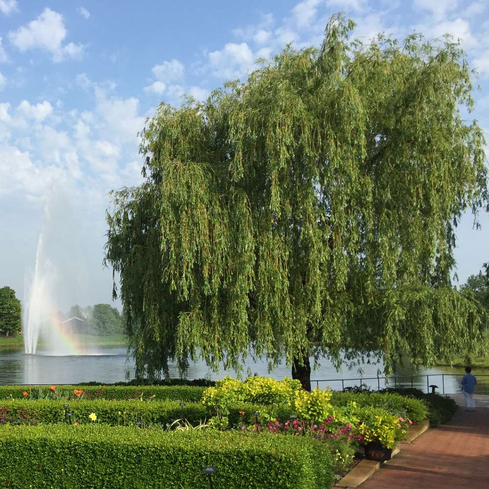 Weeping Willow Tree 2 Weeping Willow Tree