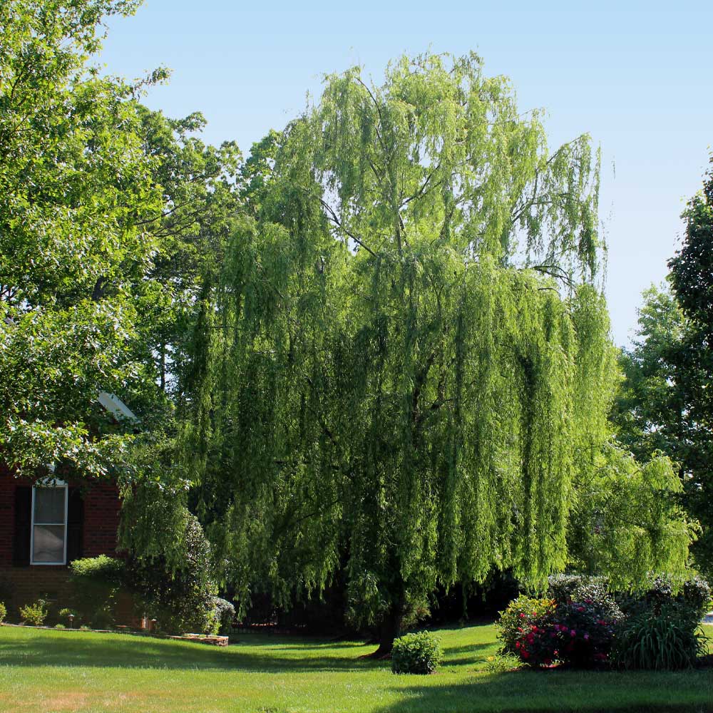 Weeping Willow Tree 3 Weeping Willow Tree