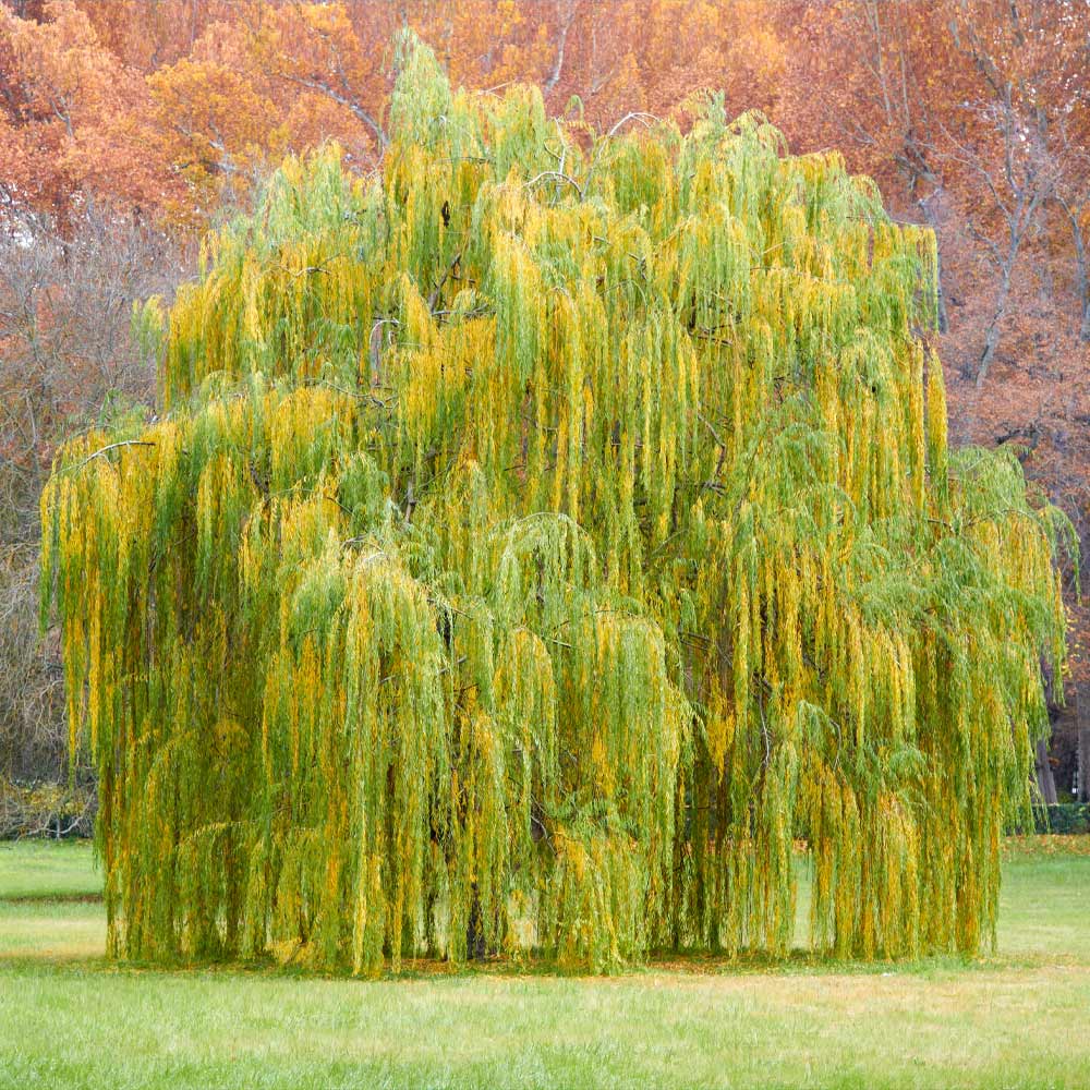 Weeping Willow Tree 4 Weeping Willow Tree