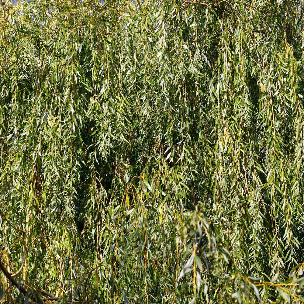 Weeping Willow Tree 5 Weeping Willow Tree