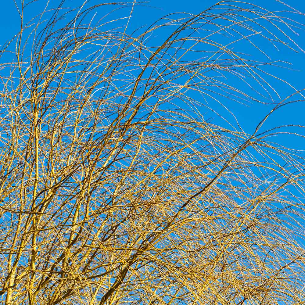 Weeping Willow Tree 6 Weeping Willow Tree