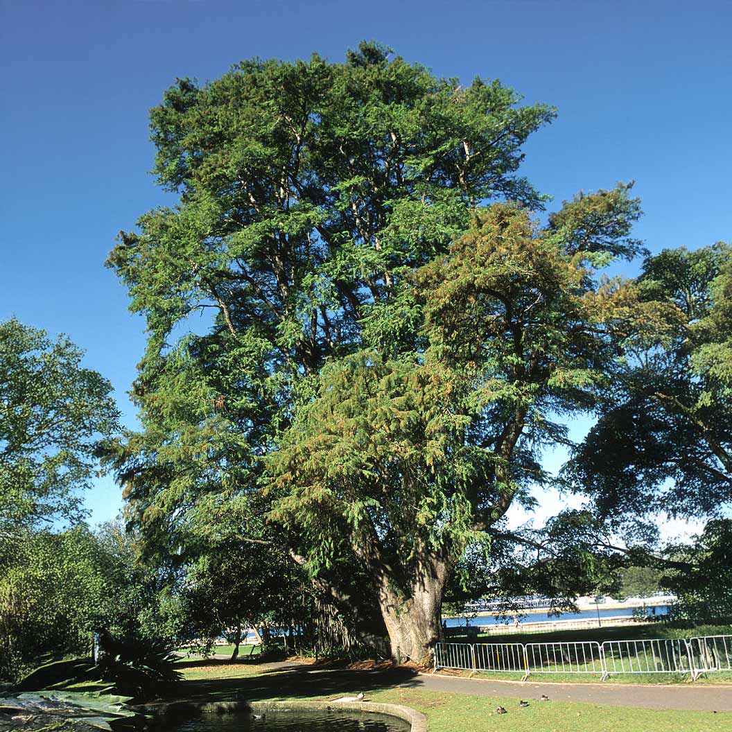 Montezuma Bald Cypress Tree
