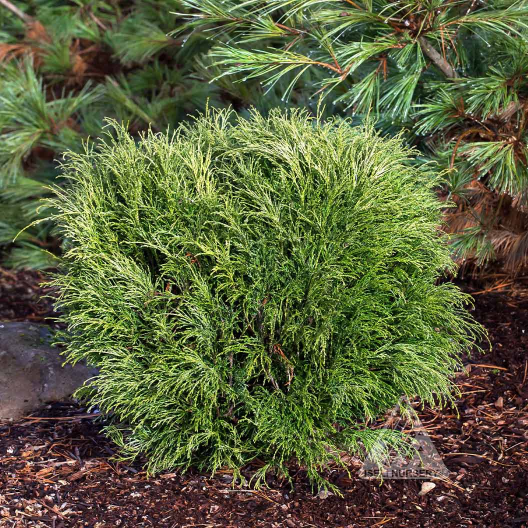 Angel Hair Cypress Tree