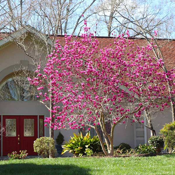 Jane Magnolia Tree