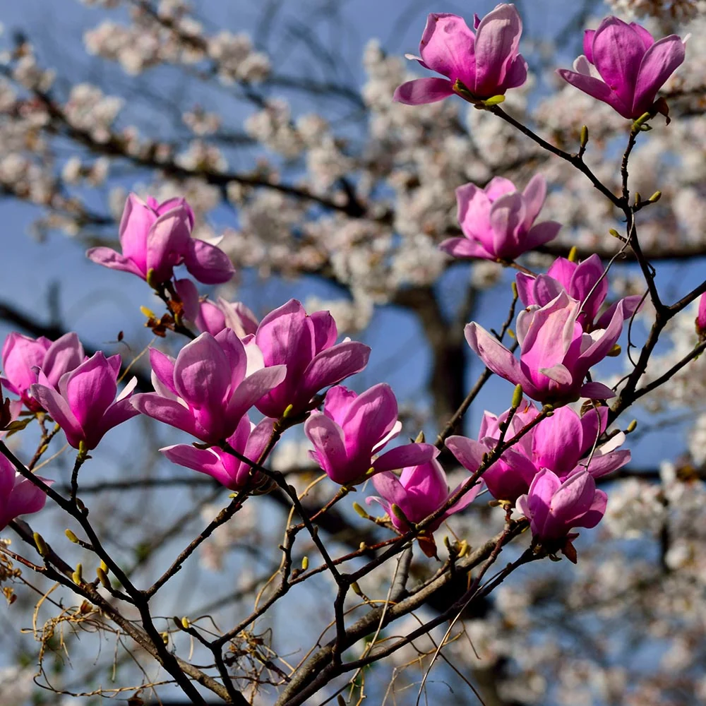 Jane Magnolia Tree 3 Jane Magnolia Tree