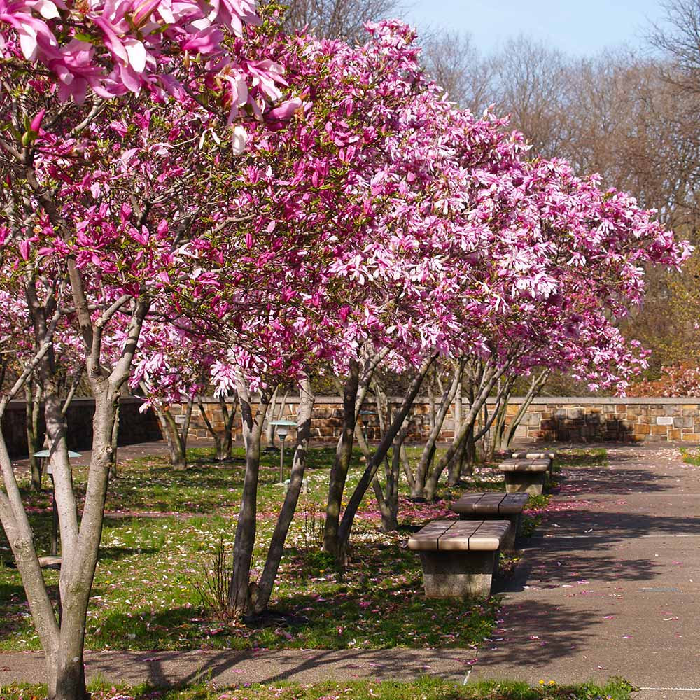 Jane Magnolia Tree 4 Jane Magnolia Tree