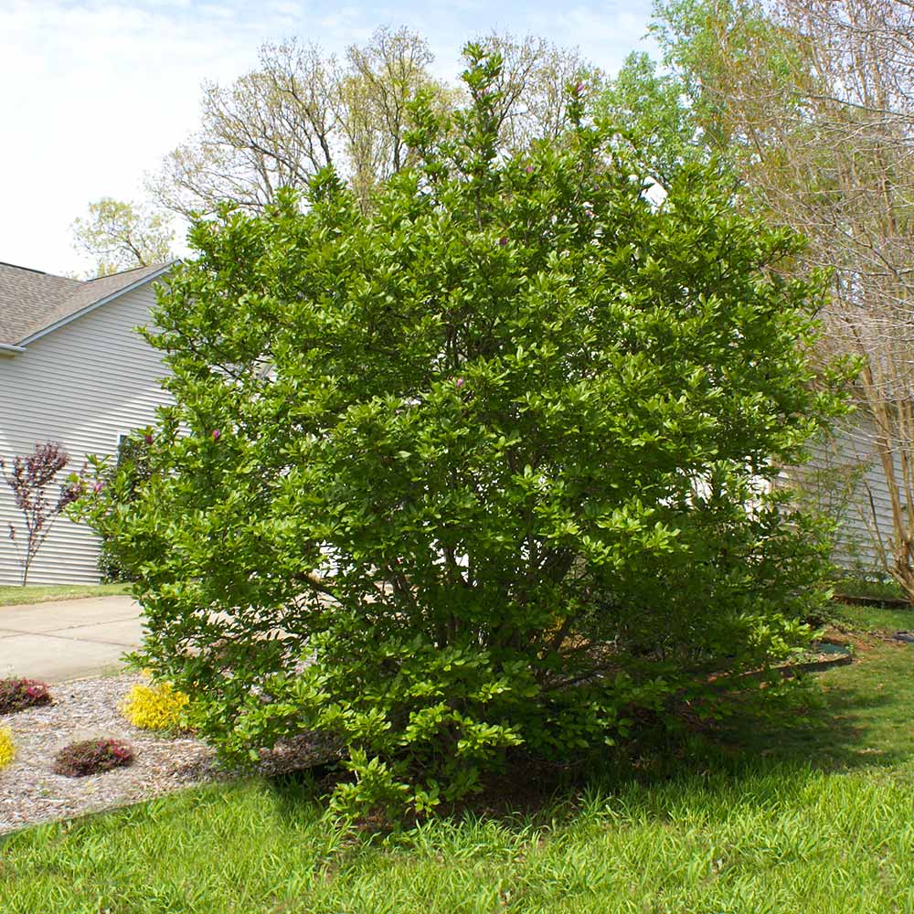 Jane Magnolia Tree 5 Jane Magnolia Tree
