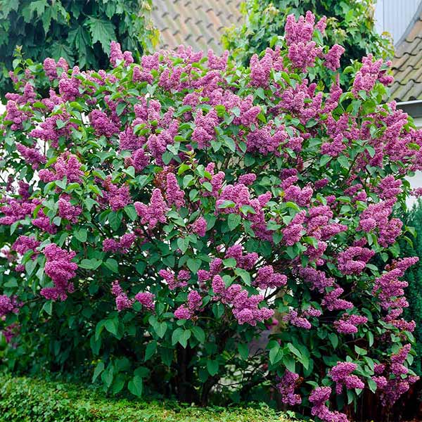 Common Purple Lilac Shrub