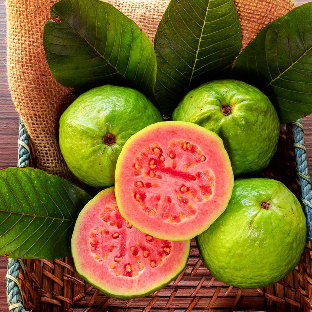 Ruby Supreme Guava Tree 2 Ruby Supreme Guava Tree