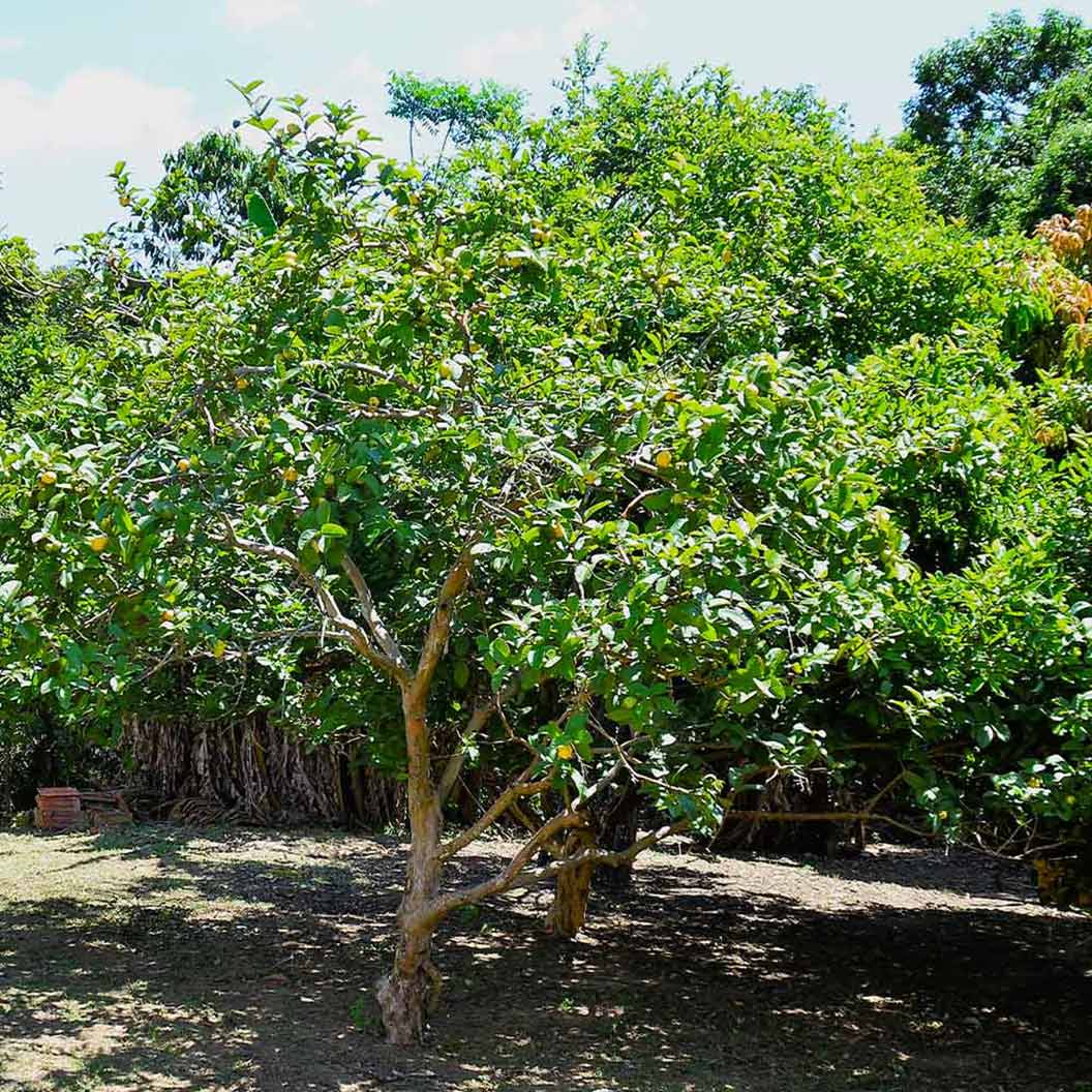 Ruby Supreme Guava Tree 3 Ruby Supreme Guava Tree