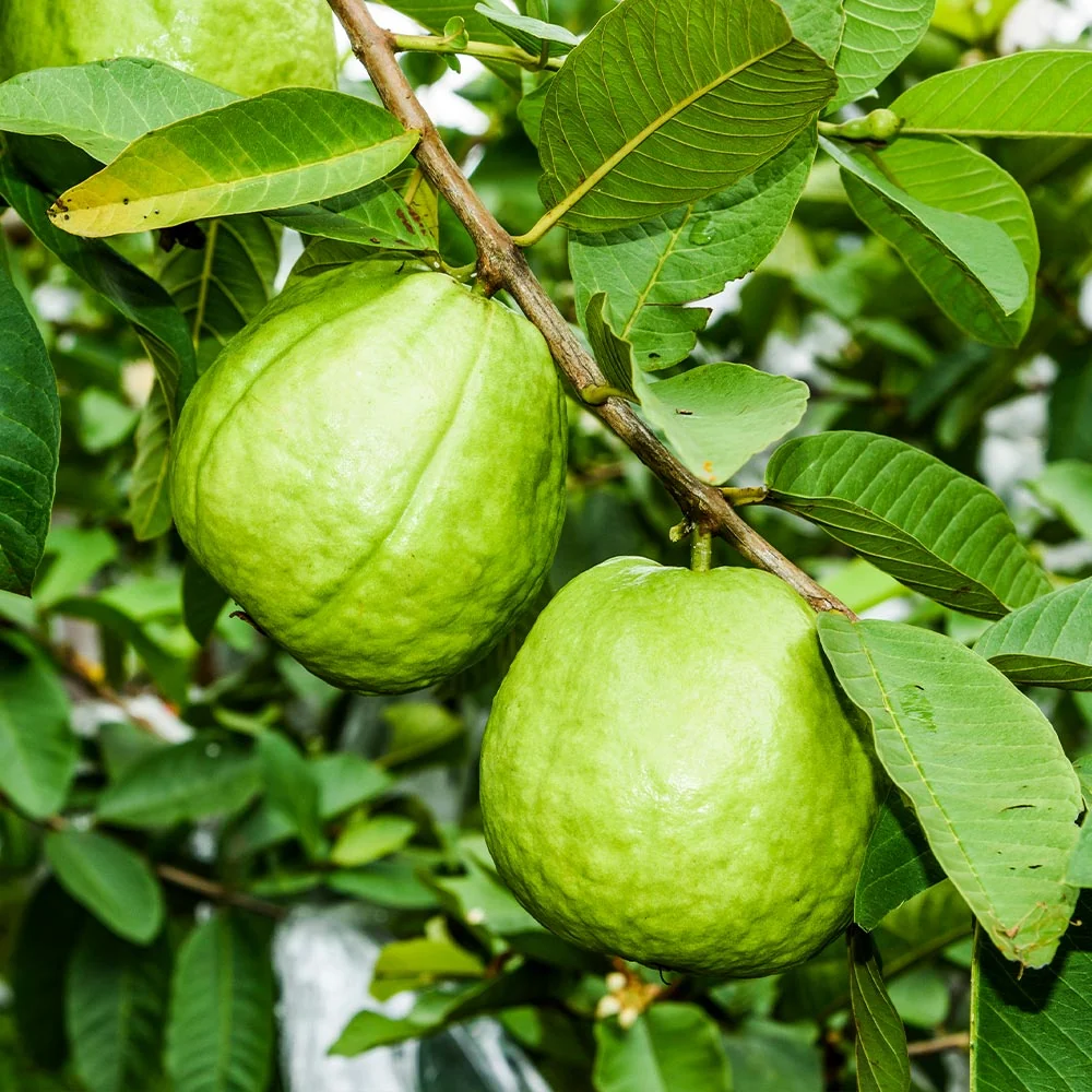 Ruby Supreme Guava Tree 4 Ruby Supreme Guava Tree