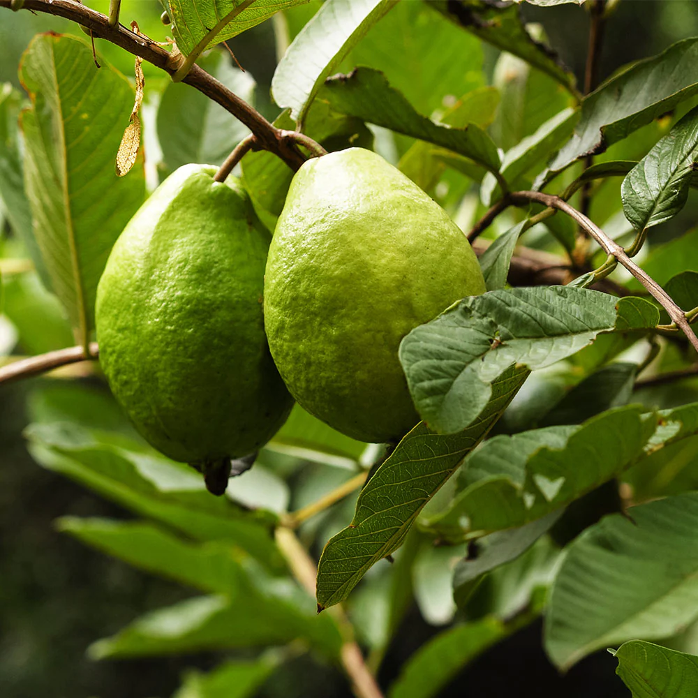 Ruby Supreme Guava Tree 6 Ruby Supreme Guava Tree