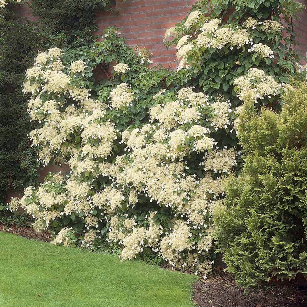 Climbing Hydrangea 2 Climbing Hydrangea