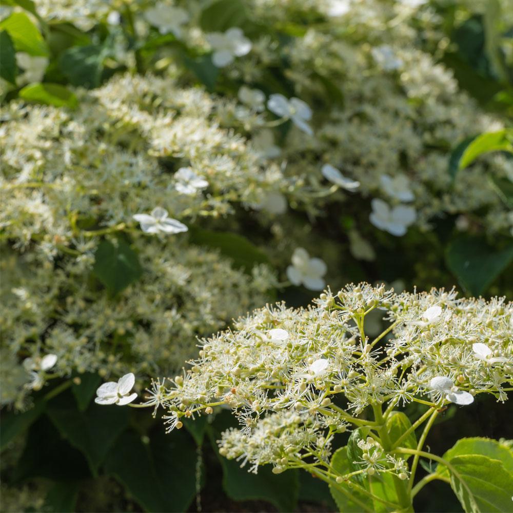 Climbing Hydrangea 3 Climbing Hydrangea