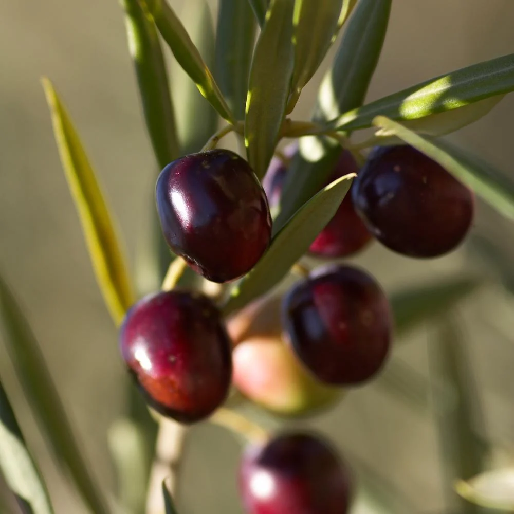 Koroneiki Greek Olive Tree 3 Koroneiki Greek Olive Tree