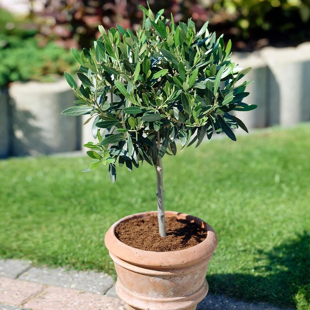 Koroneiki Greek Olive Tree 4 Koroneiki Greek Olive Tree
