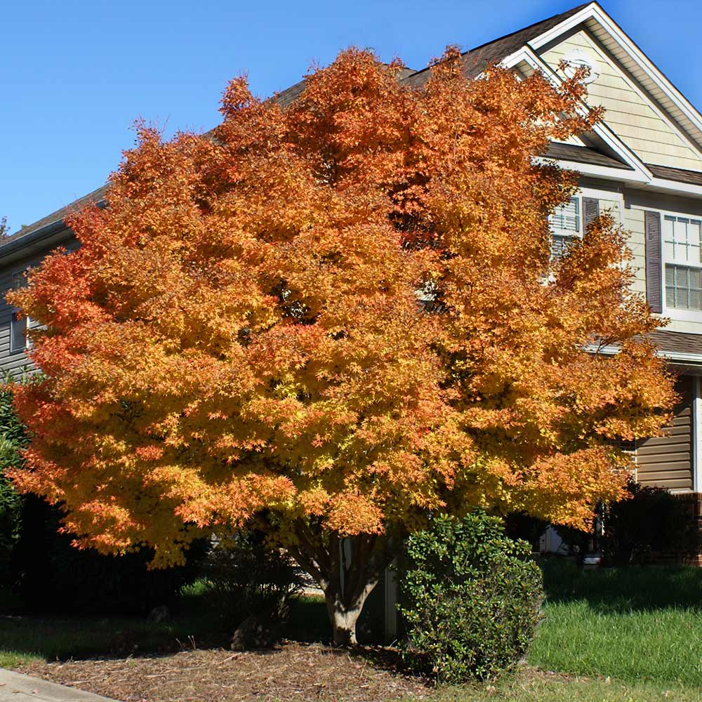 Coral Bark Japanese Maple Tree 3 Coral Bark Japanese Maple Tree