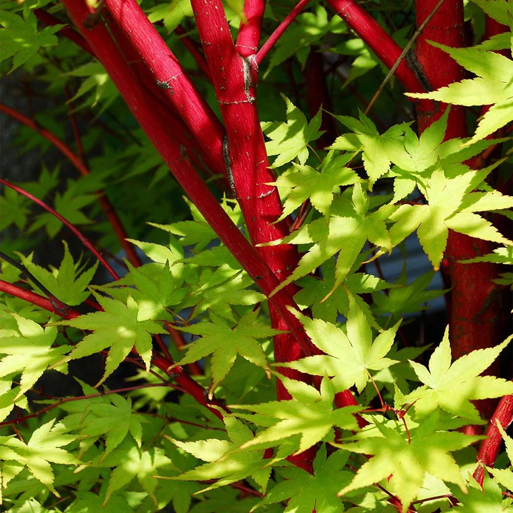 Coral Bark Japanese Maple Tree 4 Coral Bark Japanese Maple Tree