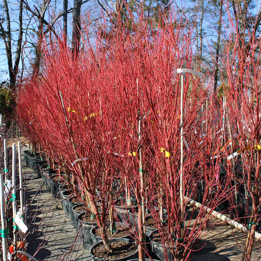 Coral Bark Japanese Maple Tree 7 Coral Bark Japanese Maple Tree