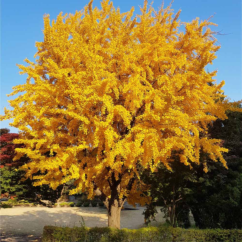 Ginkgo Tree 2 Ginkgo Tree