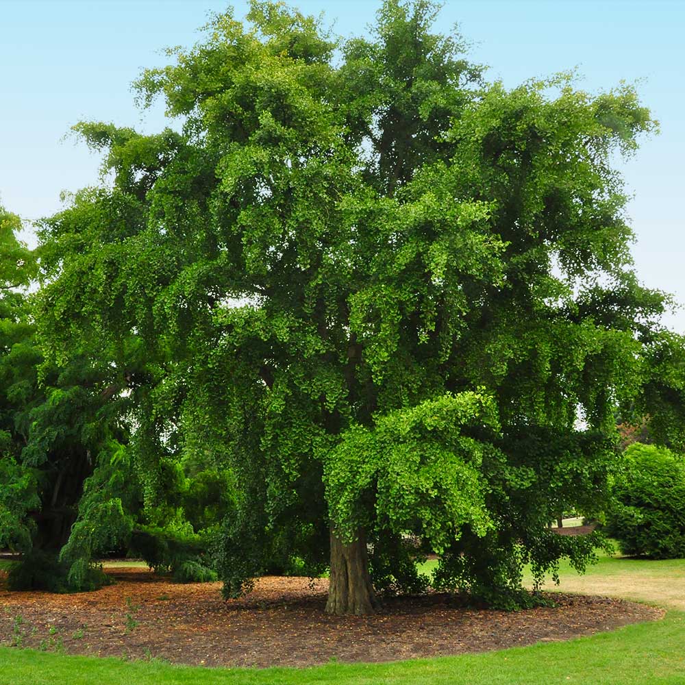 Ginkgo Tree 3 Ginkgo Tree