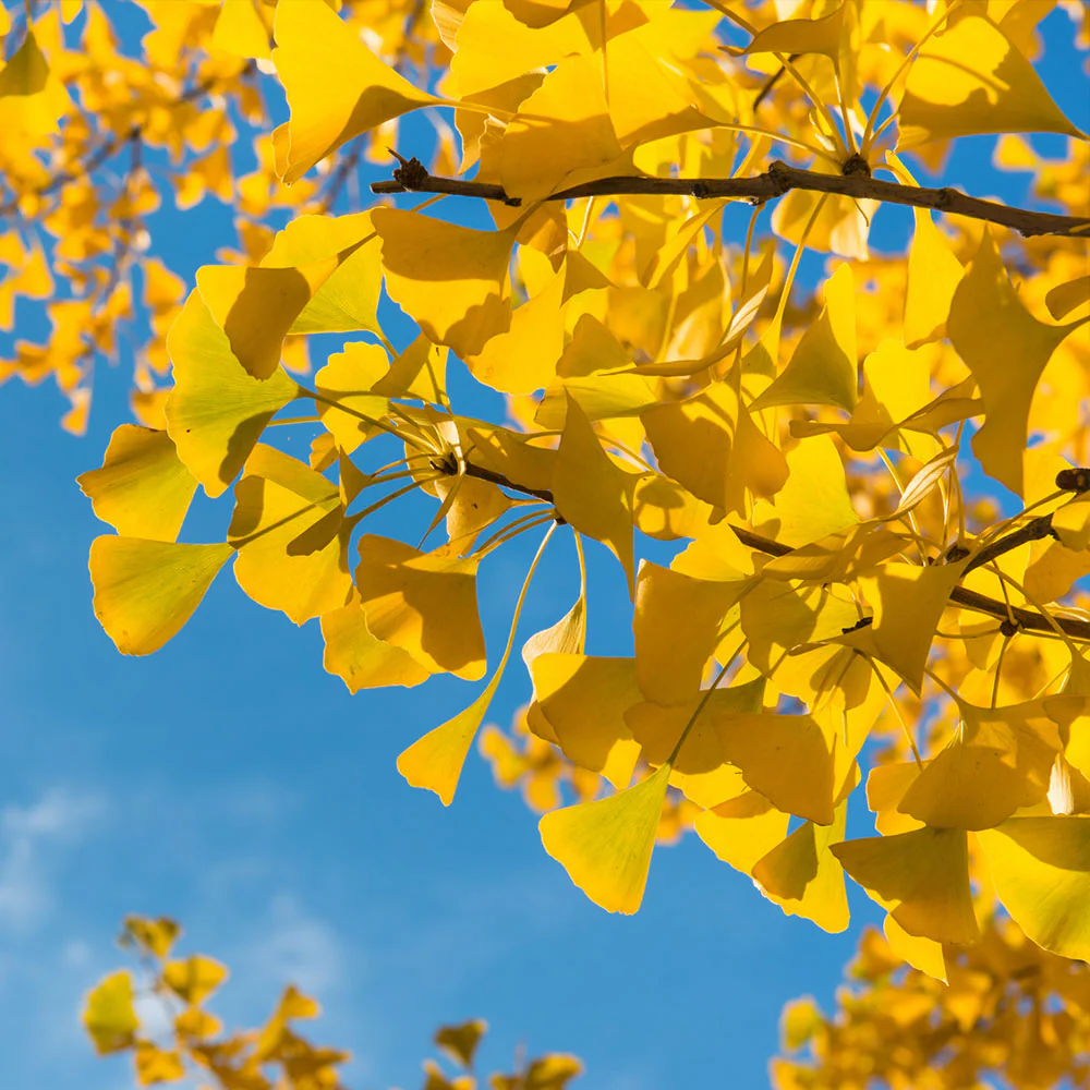 Ginkgo Tree 4 Ginkgo Tree