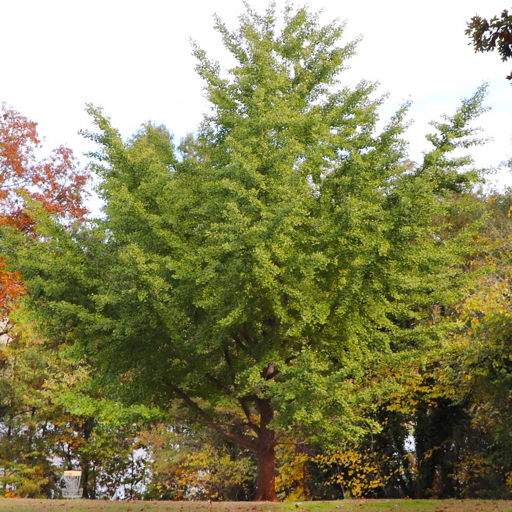 Ginkgo Tree 5 Ginkgo Tree