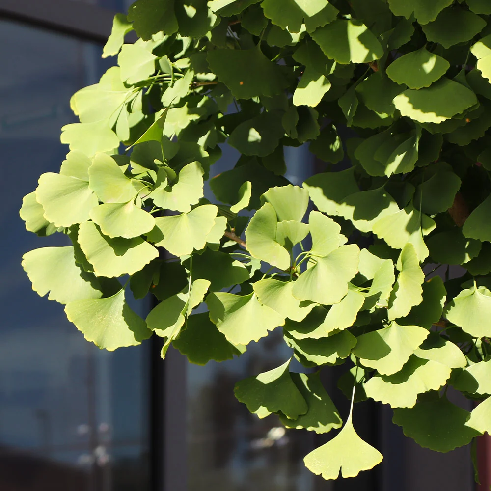 Ginkgo Tree 6 Ginkgo Tree