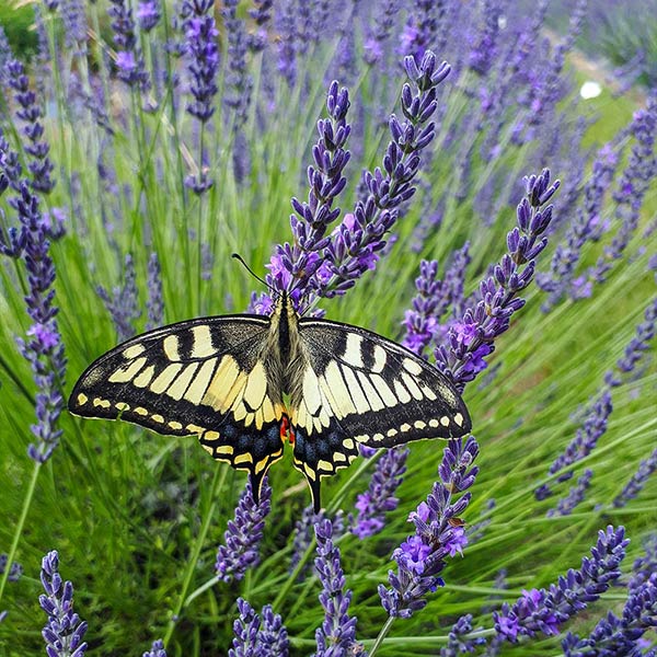 Southern Living® Phenomenal™ Lavender Plant